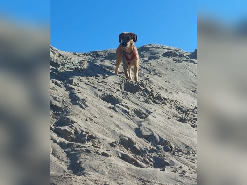 Toller Rüde ♥ Taro ♥ wartet bereits in 24885 Sieverstedt