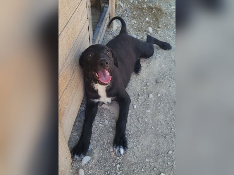 Herziges Welpenmädl Ava ❤️ so lieb, neugierig & verspielt!