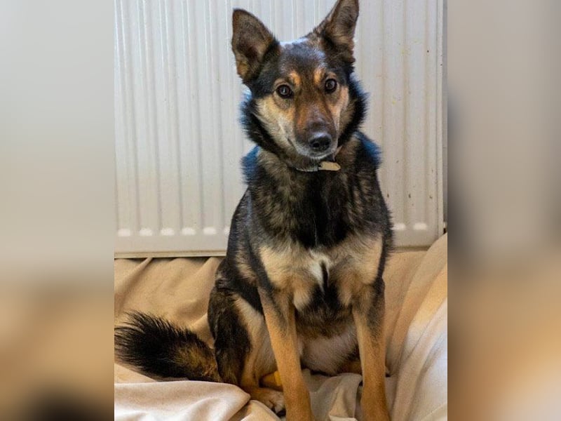 Fibi ❤️ sanfte Fellnase mit Charakter! Fibi ❤️ sanfte Fellnase mit Charakter!