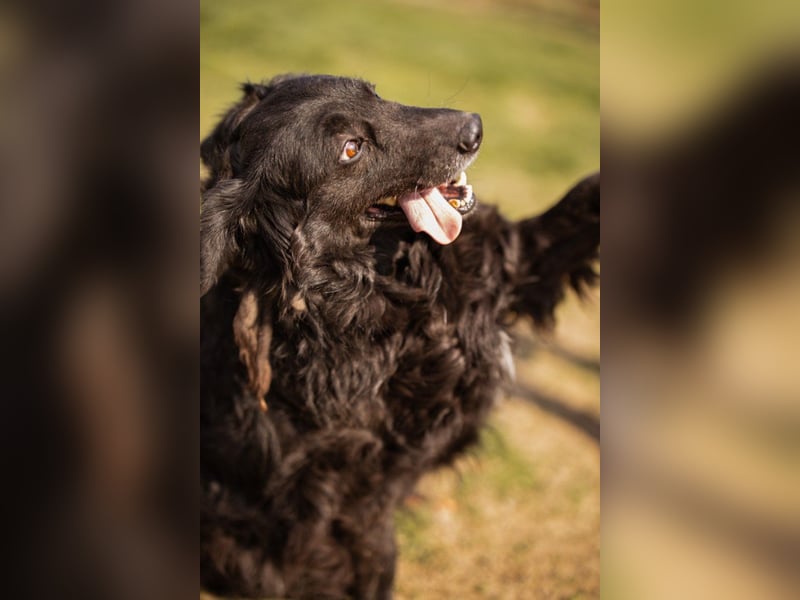 Norman - ein rundum toller Rüde