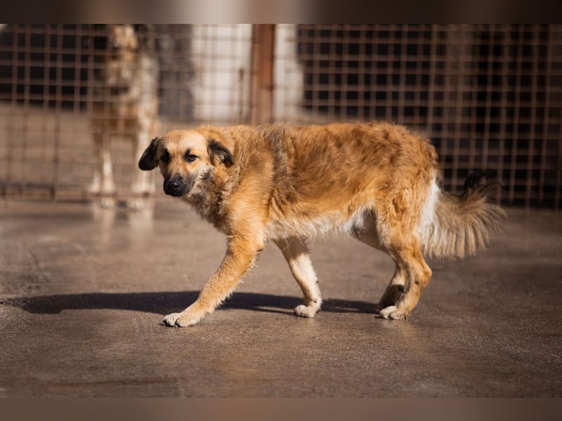 Ben ❤️ schmusiger, schüchterner Hundebub