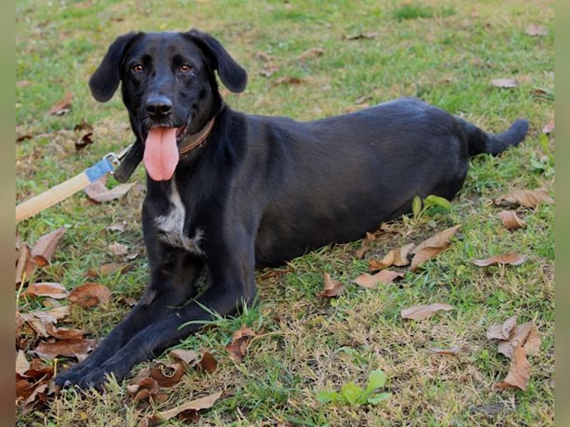 Xena - lebensfrohe, aktive, liebe Hündin