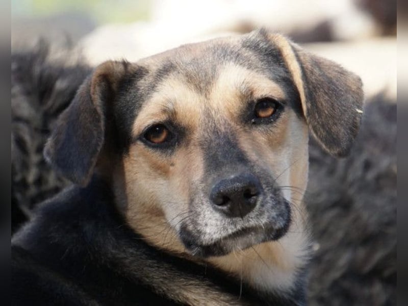 Lana ❤️ tolle umgängliche, junge Hündin