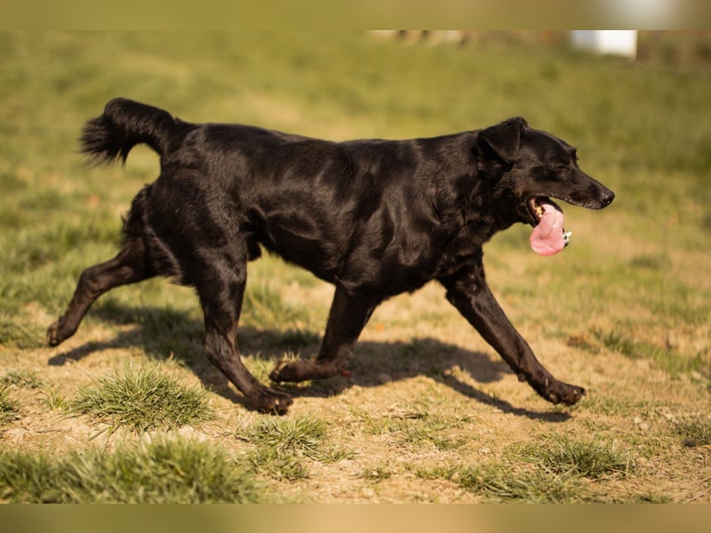 MOMO❤️ein sanfter Begleiter: Ruhig. Klug. Wundervoll.