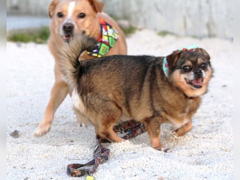 Kika & Max ❤️ gemeinsames Zuhause gesucht