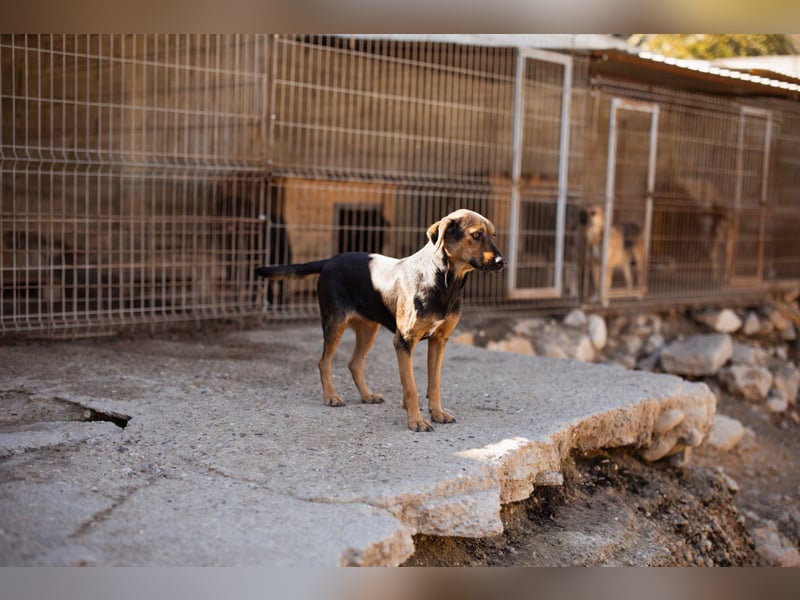 Wundervolle Aylini sucht ein Zuhause