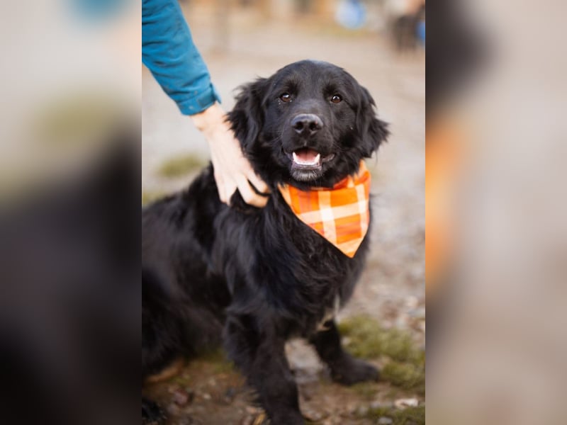 MIKE❤️Gute-Laune-Retriever-Mix sucht sein Glück