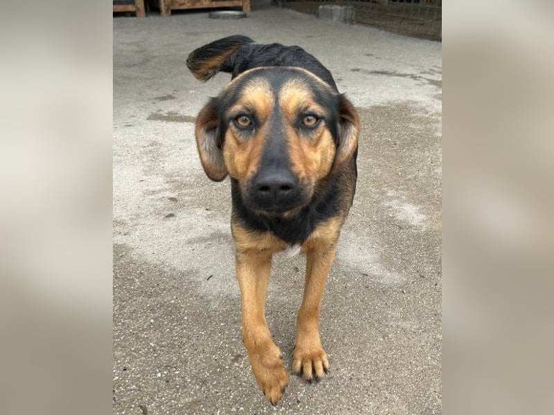 Wundervolle Aylini sucht ein Zuhause