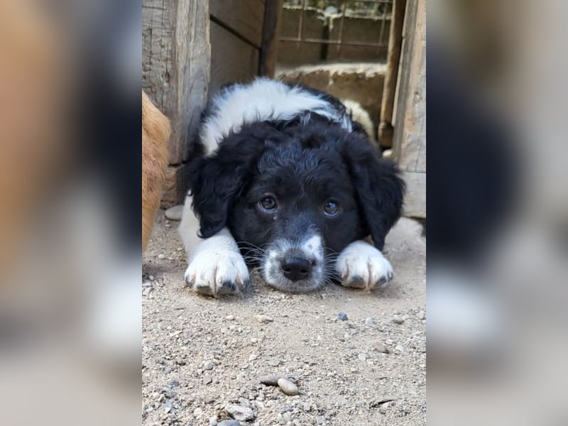 Süße Welpin ♥Suki♥ sucht ihre Menschen