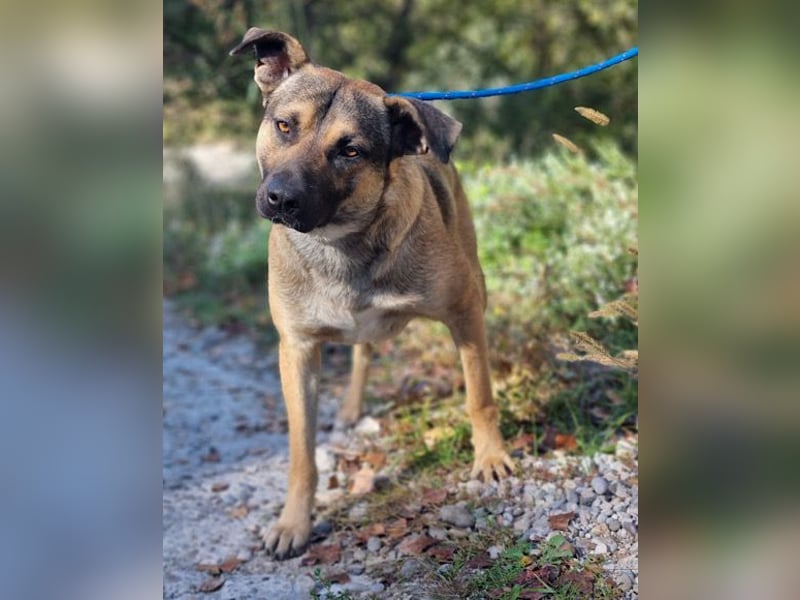 Good-Boy LINO❤️zutraulich, sozial & aufgeschlossen