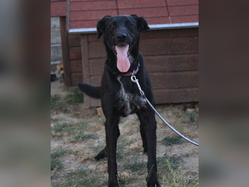 Xena - lebensfrohe, aktive, liebe Hündin