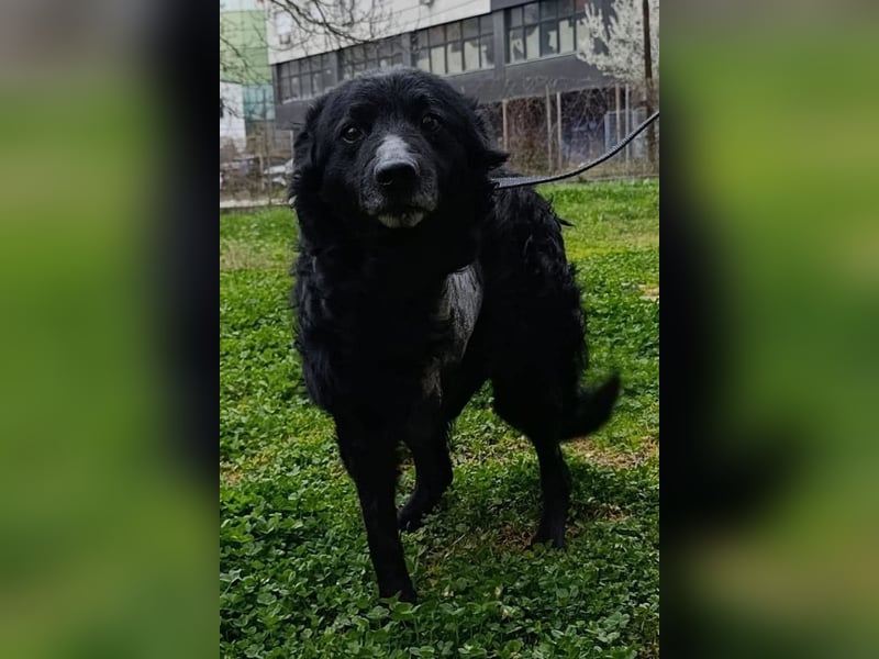Nox ❤️ liebevoller Kämpfer auf 3-Beinen