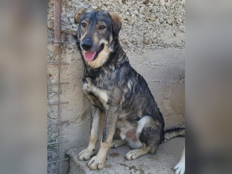 Mili-HSH-Rüde: braucht Liebe & Vertrauen