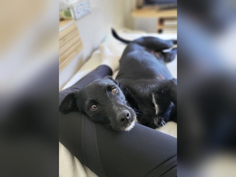 LEMMY❤️in 21075 Hamburg: ein harmonischer, treuer Begleiter sucht sein Happy End