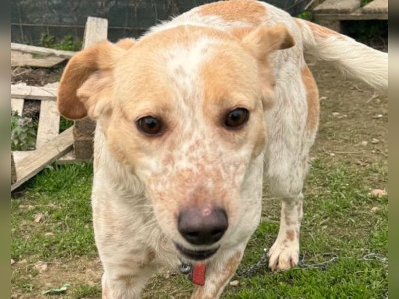 Lucy ❤️ liebe + gutmütige Zuckerschnute