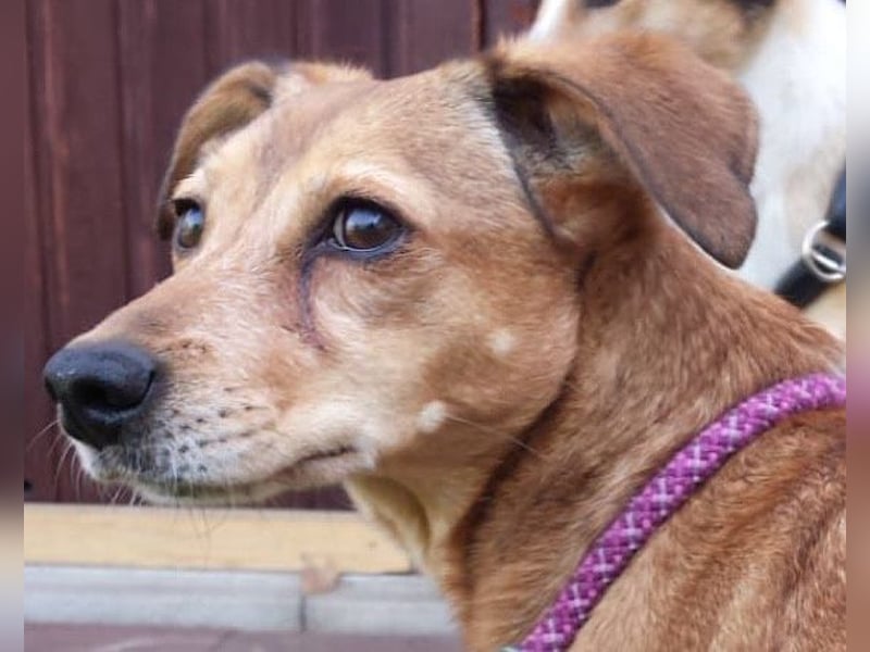 Notfellchen-Mathilda ❤ wartet in 90427 Nürnberg