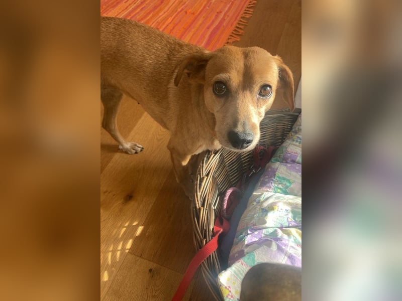 Notfellchen-Mathilda ❤ wartet in 90427 Nürnberg