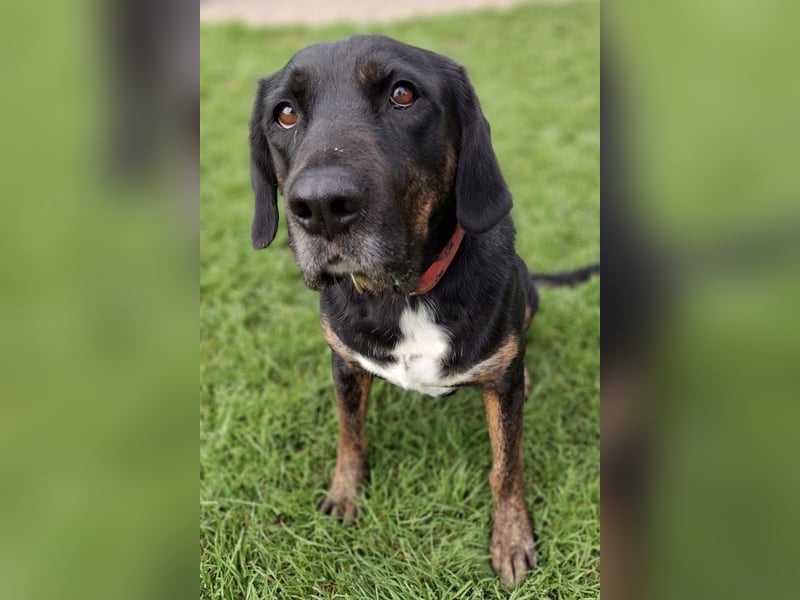 Leo ❤️ wartet in 84524 Neuötting