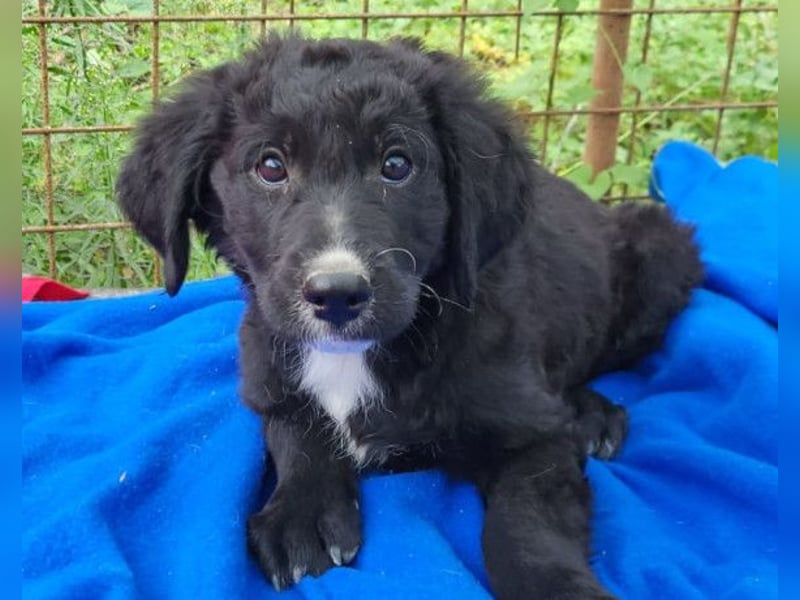 Rudi ❤️ verspielter, lieber Welpenbub! Rudi ❤️ verspielter, lieber Welpenbub!