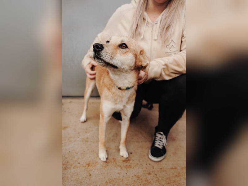 Aki - Zuhause gesucht!