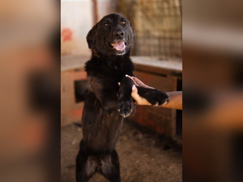 Black-Beau ♥ Sasha ♥ noch schüchtern - verständlich - aber herzlich