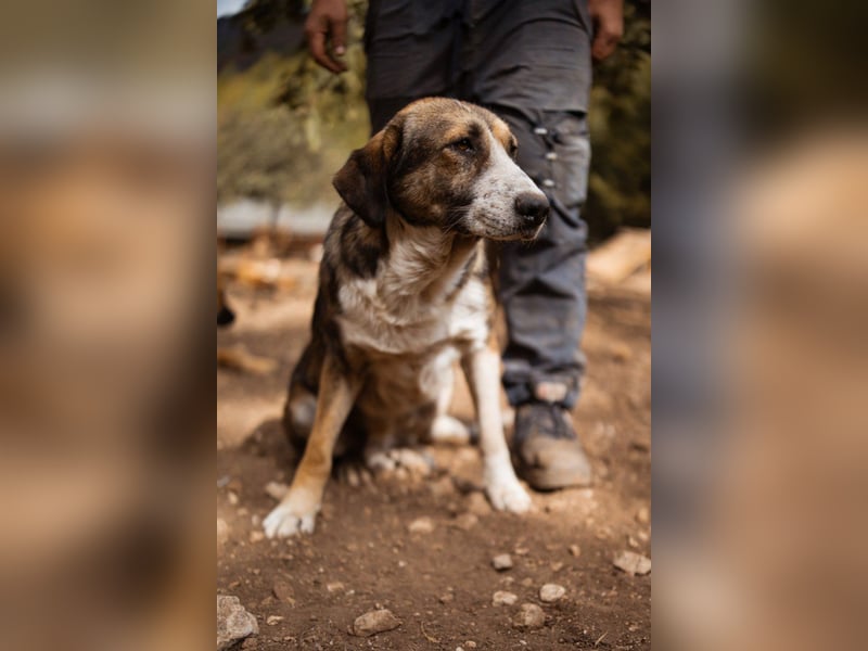 Prachtbursche Pero - ein toller Familienhund sozial, klug, lieb