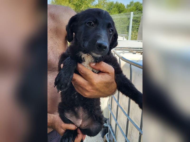 Herziges Welpenmädl Ava ❤️ so lieb, neugierig & verspielt!