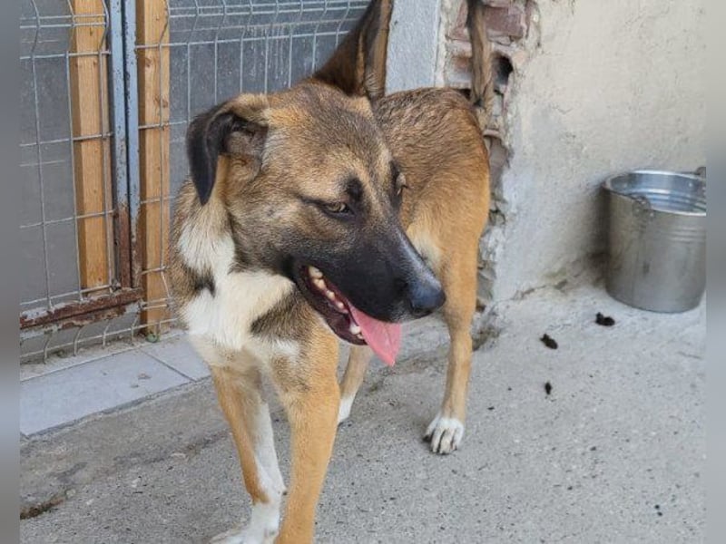 Liebste ♥ Lisa ♥ die pure Lebensfreude - tolle Familienhündin