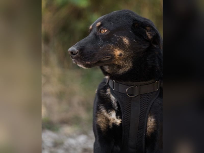 Percy ❤️ aufgeschlossener & verkuschelter Hundeschatz!