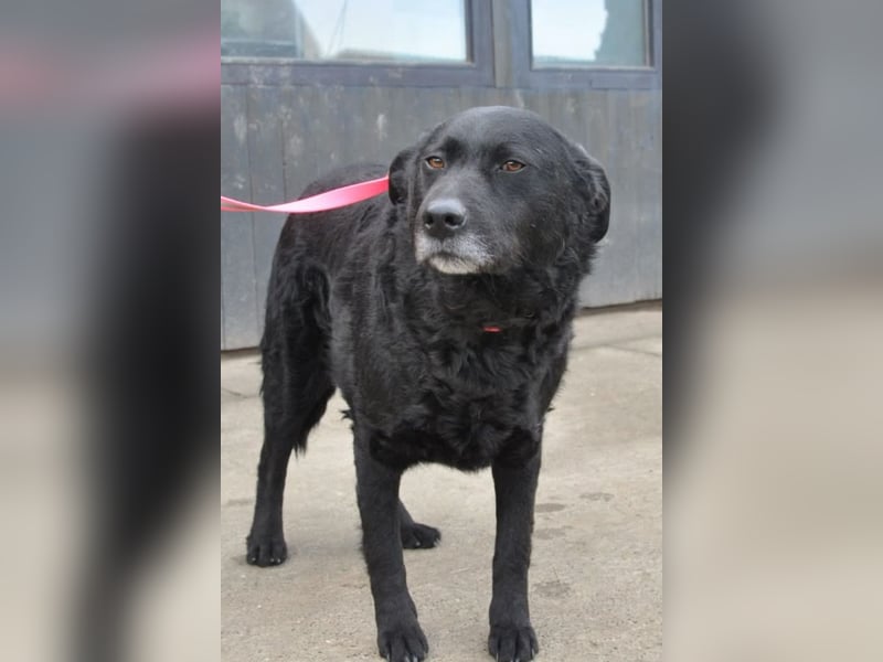 BRACO❤️wundervoller Rüde mit einem besonders sanften und liebenswerten Wesen