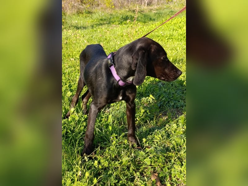 Luna ❤️ fröhliches, aktives Hundemädchen