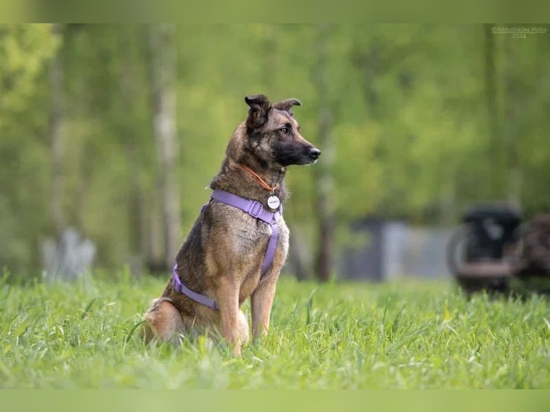 Verschmuste Birma sucht ihre Familie