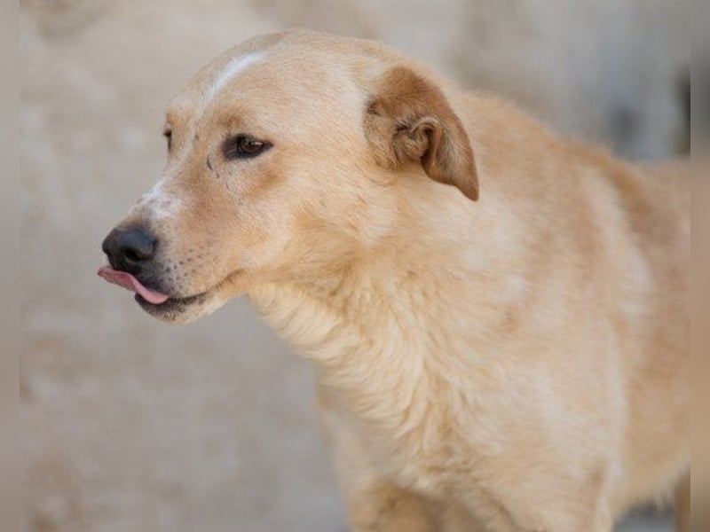 Bob wartet sehnsüchtig auf deine Anfrage