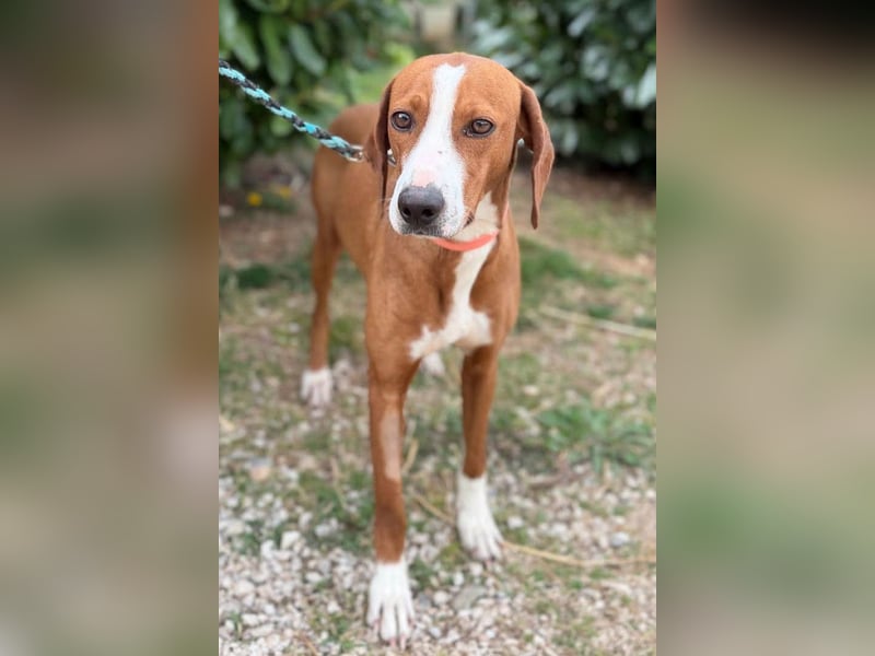 Linda ❤️ fröhliche, sanfte junge Hündin!