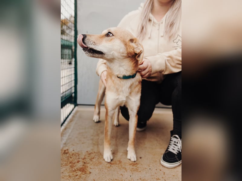 Aki - Zuhause gesucht!