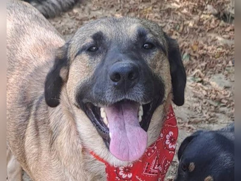 JENNI❤️liebenswerte, soziale und lernfreudige Schmusebacke