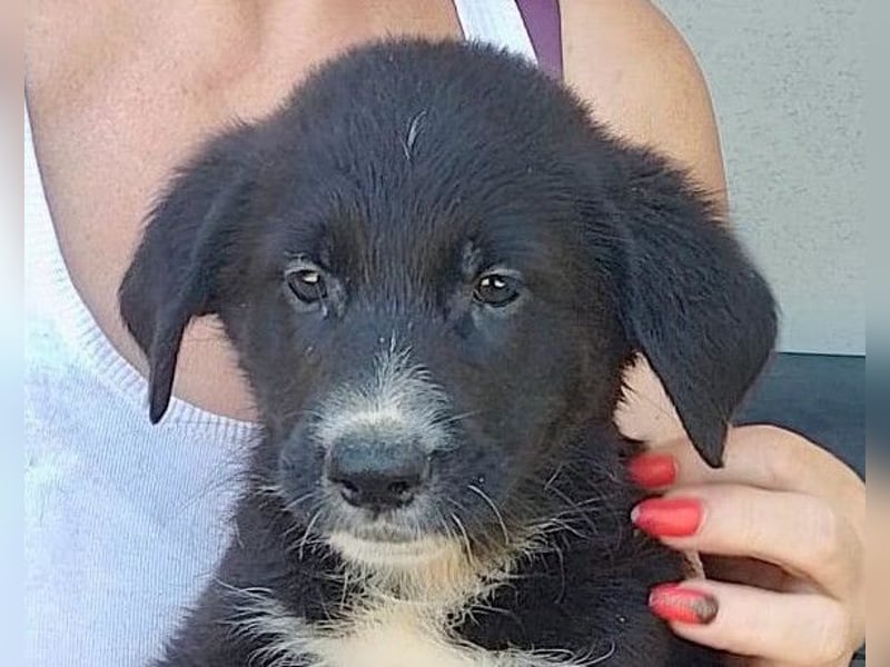 Taya ❤️ frohes, neugieriges Welpenmädl