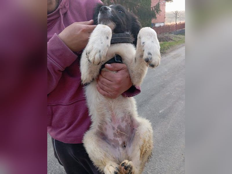 Sammy- jung, noch schüchtern - sucht seine feste Bindung