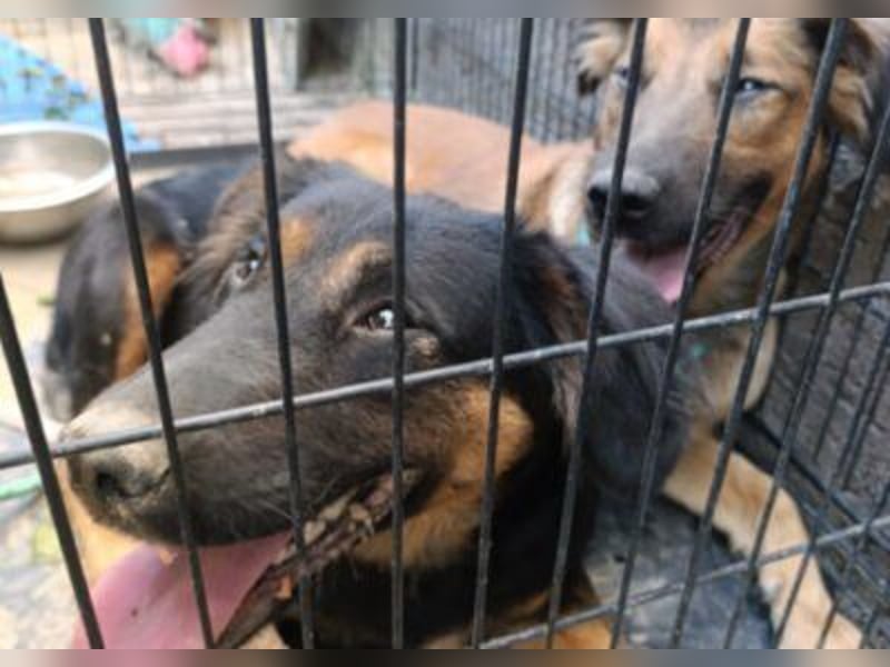 Schüchterne Crissi - braucht Liebe und Halt