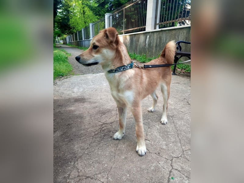 Aki - Zuhause gesucht!