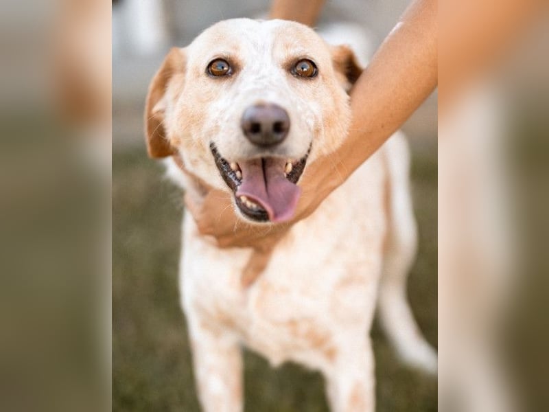 Lucy ❤️ liebe + gutmütige Zuckerschnute