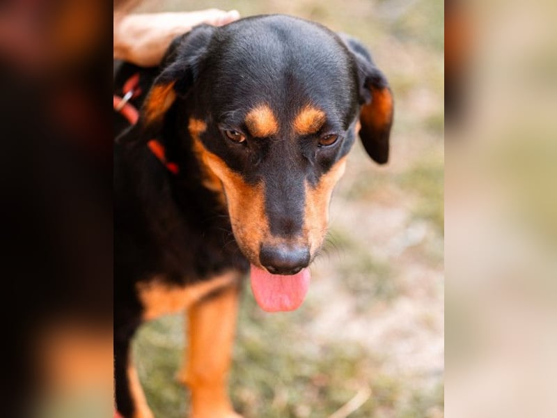 Lieber, aufgeschlossener Bliss ❤️ sucht sein neues Zuhause