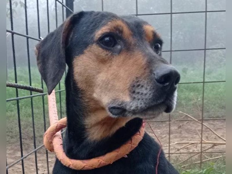 Jasco ❤️ neugieriger, lebhafter & verspielter Rüde