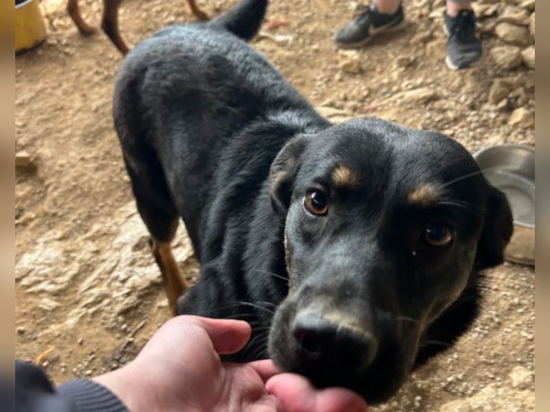 Percy ❤️ aufgeschlossen & verkuschelt!