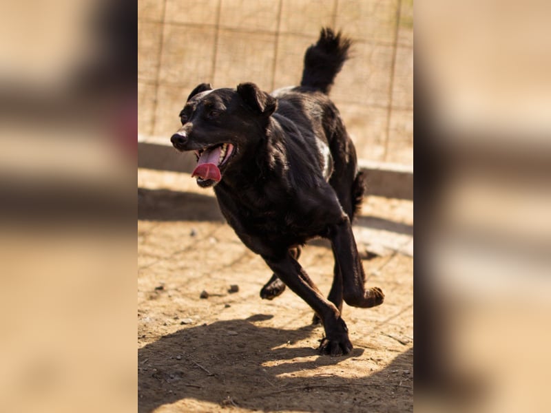 MOMO❤️ein sanfter Begleiter: Ruhig. Klug. Wundervoll.