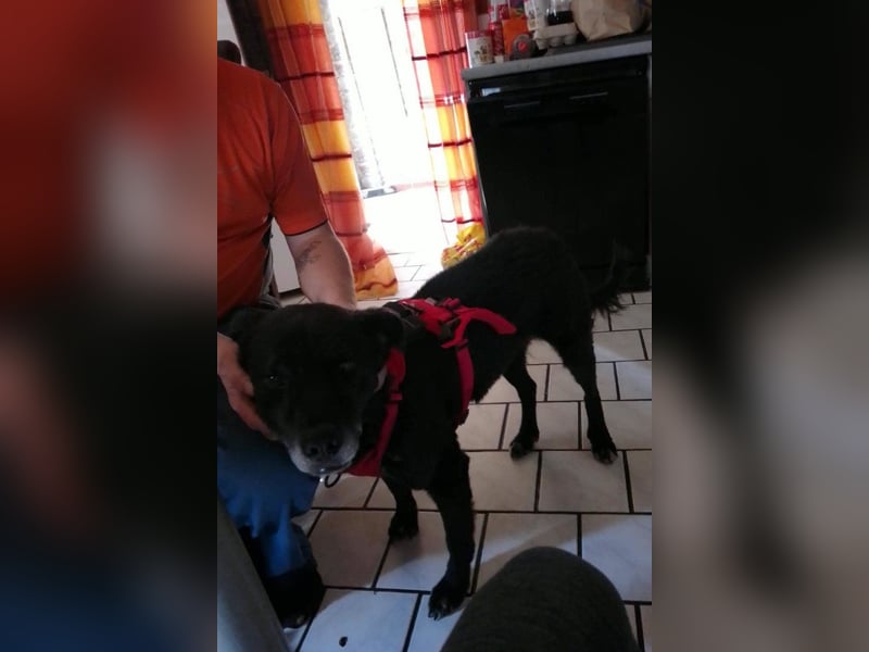 BIMAL❤️lieber, sozialer, katzenverträglicher Familienhund wartet schon in 67753 Aschbach
