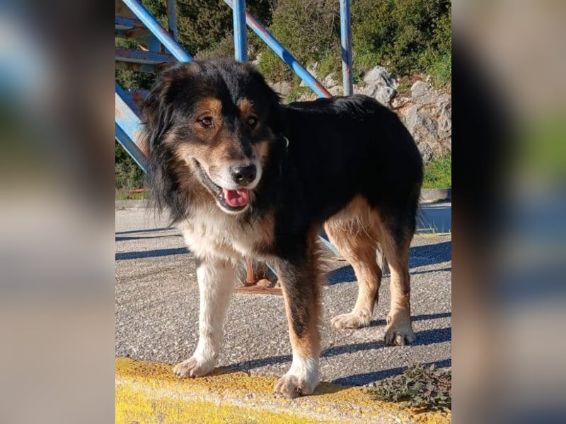 Max ❤️ rundum lieber Familienhund!