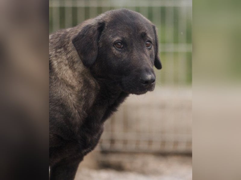 Viva - schüchtern und liebevoll