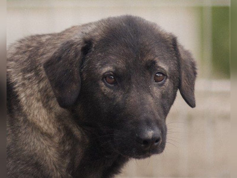 Viva - schüchtern und liebevoll ♥︎