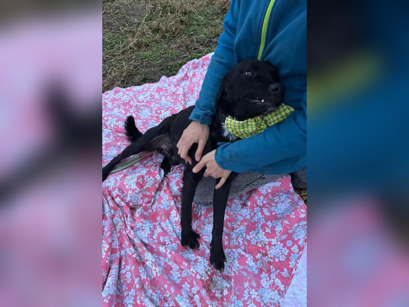 Sokol ❤️ verschmuster, verspielter Hunde-Schatz sucht sein Zuhause